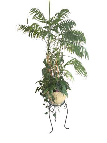Parlor Palm Plant w/ Pot and Stand