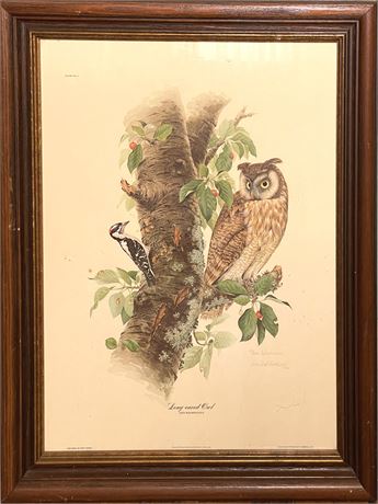 Don Whitlatch "Long-eared Owl"