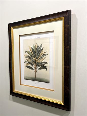 Chelsea House Dracaena Stricta Lithograph