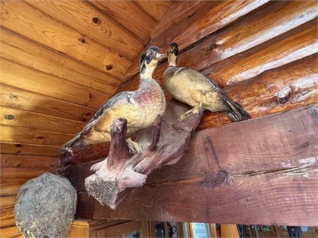 Ducks on Driftwood Taxidermy