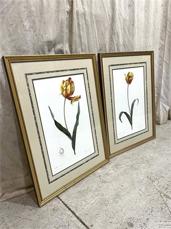 Tulip Art Prints