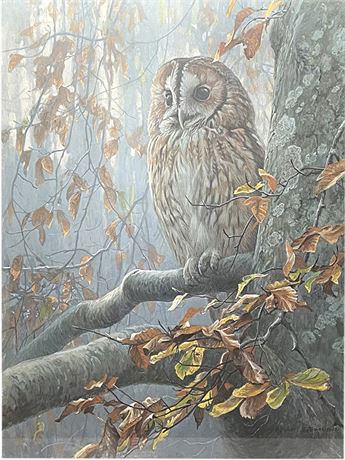 Robert Bateman "Tawny Owl in Beech"