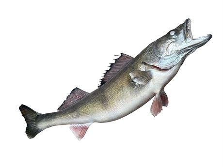 Walleye Taxidermy Wall Mount 25"