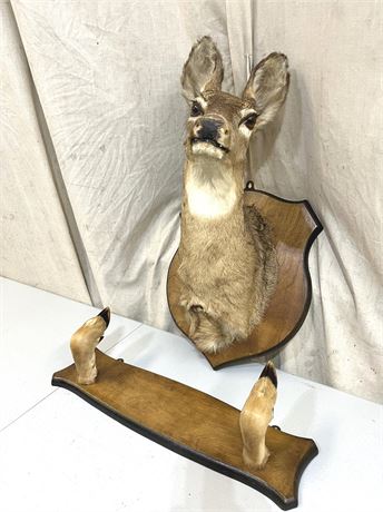 White Tail Deer Shoulder Mount Taxidermy