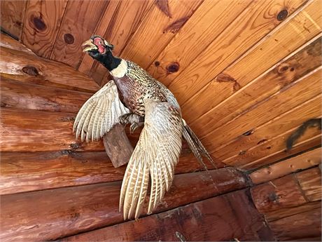 Ring-Necked Pheasant on Driftwood Taxidermy