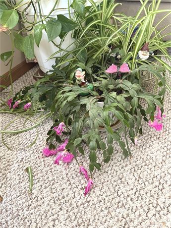 Thanksgiving Cactus & Spider Plant