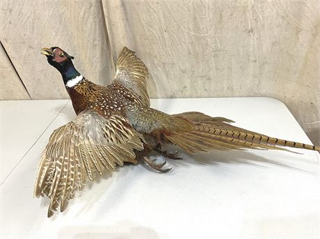 Ringed Pheasant Taxidermy Bird