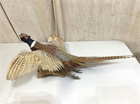 Ringed Pheasant Taxidermy Bird