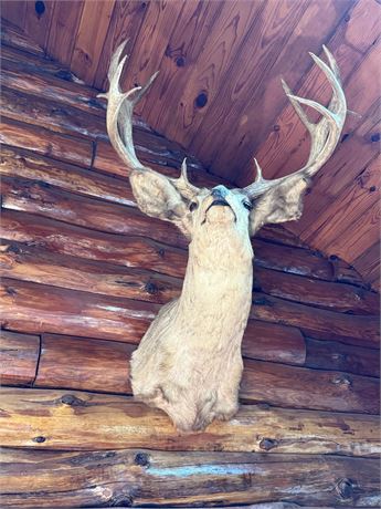 Mule Deer Taxidermy Shoulder Wall Mount
