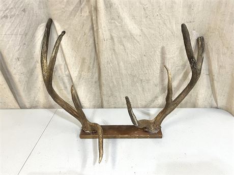 Mounted Deer Antlers