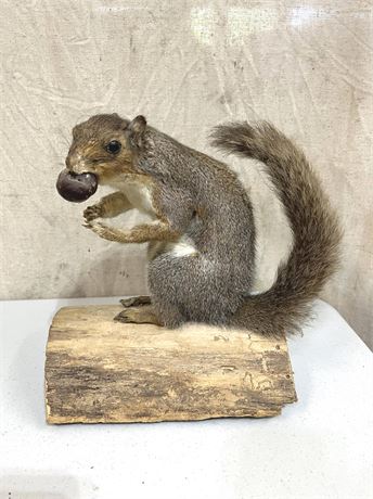 Squirrel Taxidermy Mounted