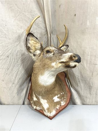 White Tail Deer Shoulder Mount Taxidermy