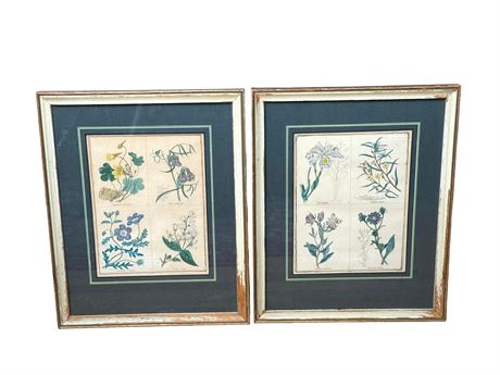 Benjamin Maund Antique Botanical Prints