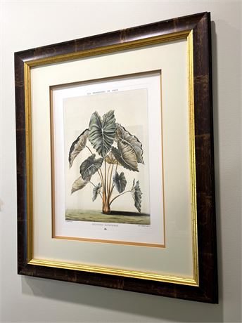 Chelsea House Colocasio Bataviensis Lithograph