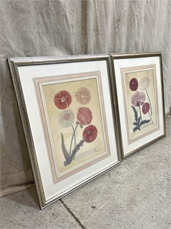 Botanical Art Prints