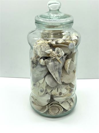 Apothercary Jar of Shells