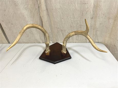 Mounted Deer Antlers