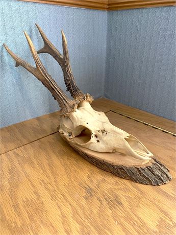 Mounted Deer Skull