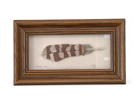 Framed Barred Owl Feather