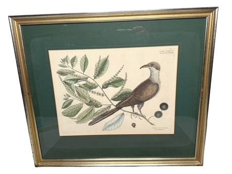 Mark Catesby "The Cuckow of Carolina" Hand Colored Etching