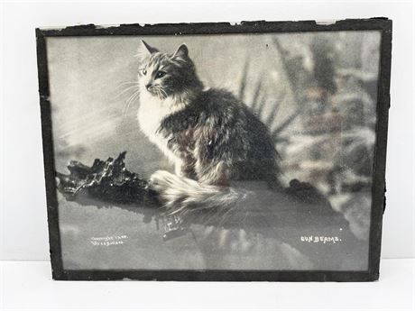 Antique Cat Photograph