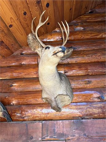 Mule Deer Taxidermy Shoulder Wall Mount