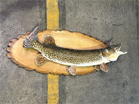 42" Northern Pike Fish Taxidermy Mount