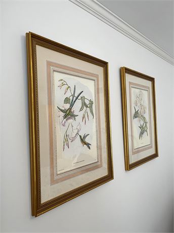 John Gould Lithographs