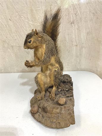 Squirrel Taxidermy Mounted