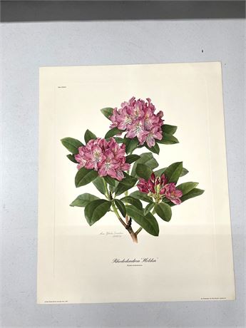 Anna Dowden Signed Floral Botanical Print