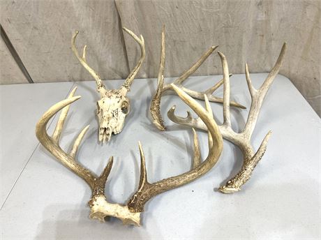 Deer Antlers and Skull